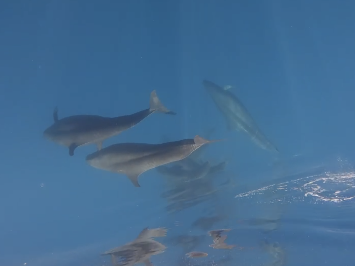 Nearly 100 whales spotted off Vietnam’s Phu Quy Island