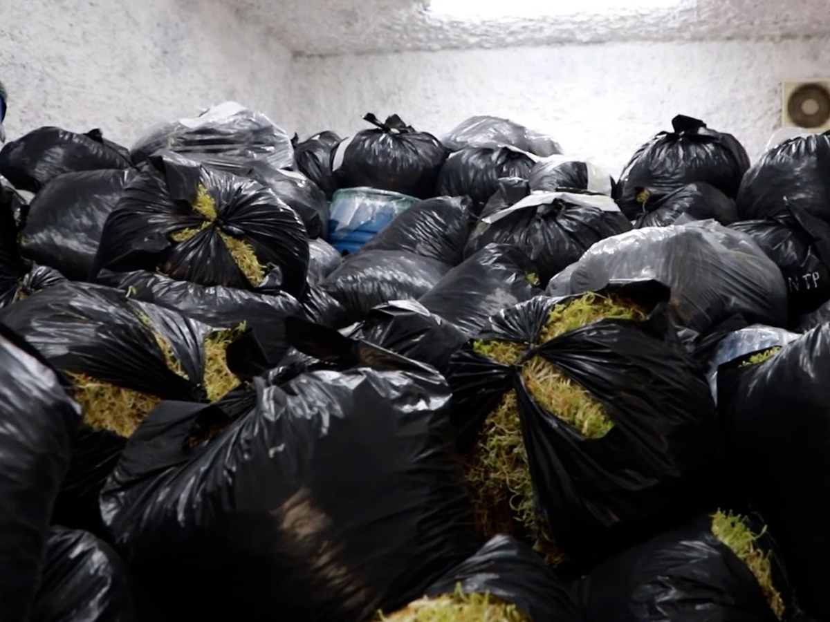 Vietnam uncovers chemically treated bean sprout cases involving up to 2,900 tonnes