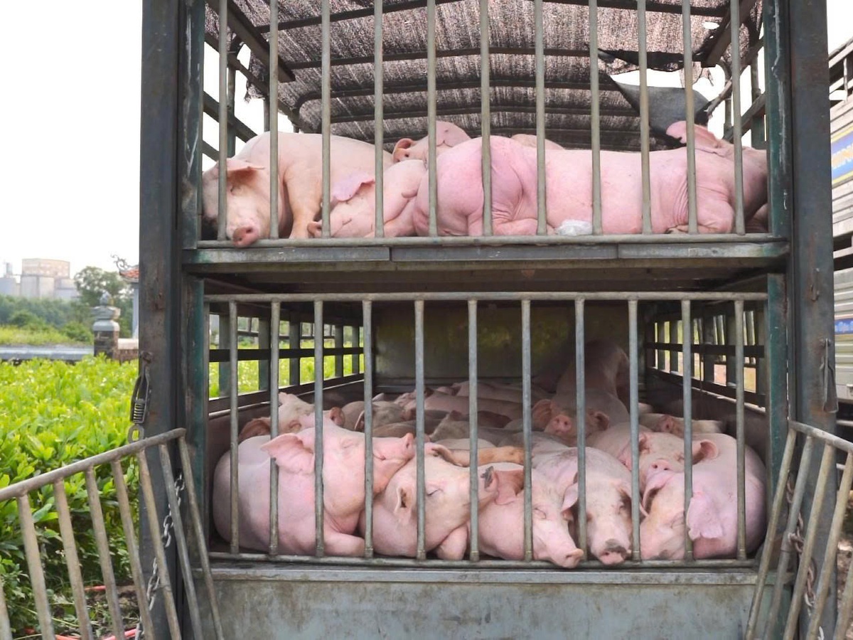 Police intercept truck carrying 100 diseased pigs in central Vietnam