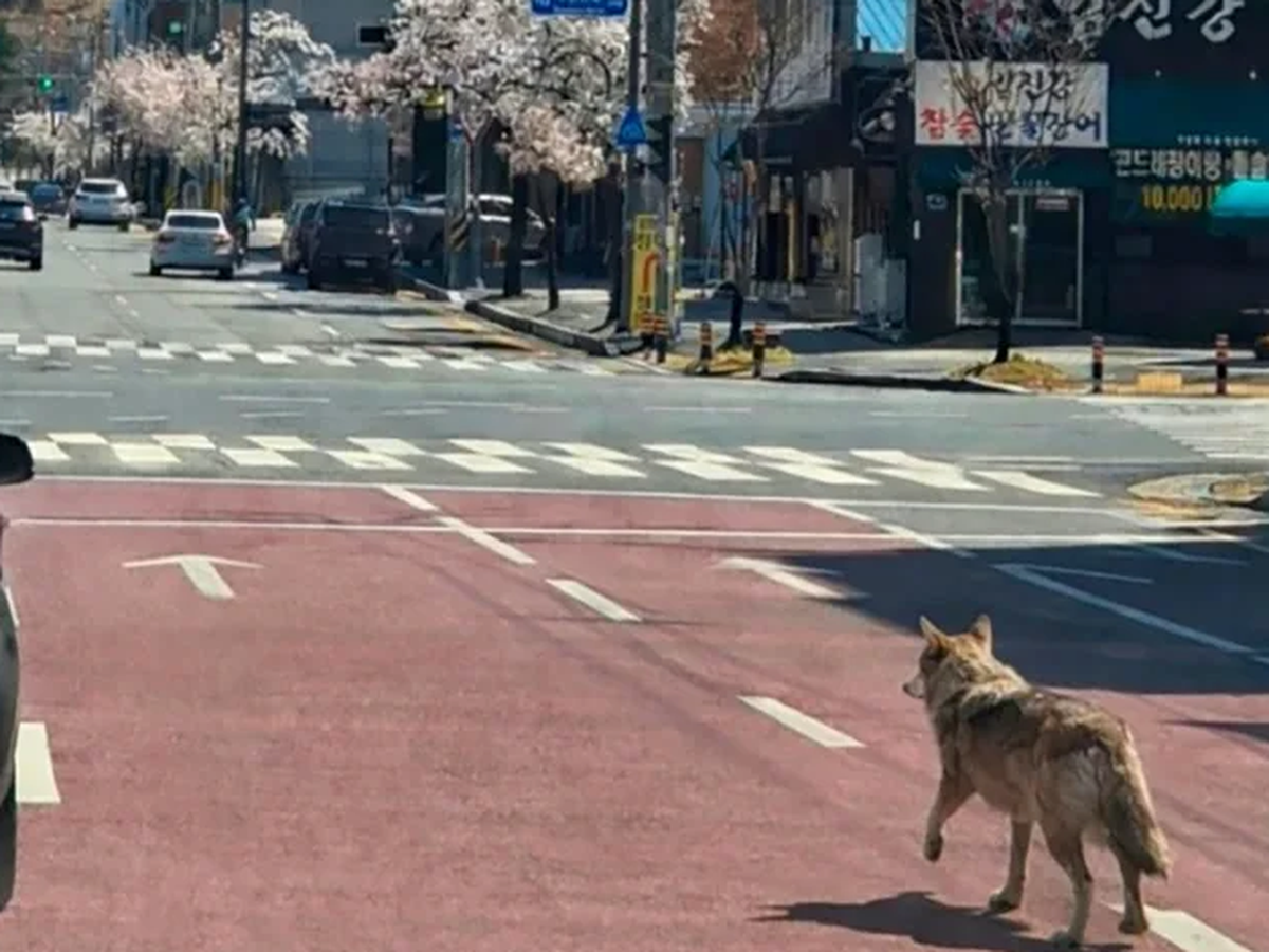 Escaped wolf forces school closure in South Korea