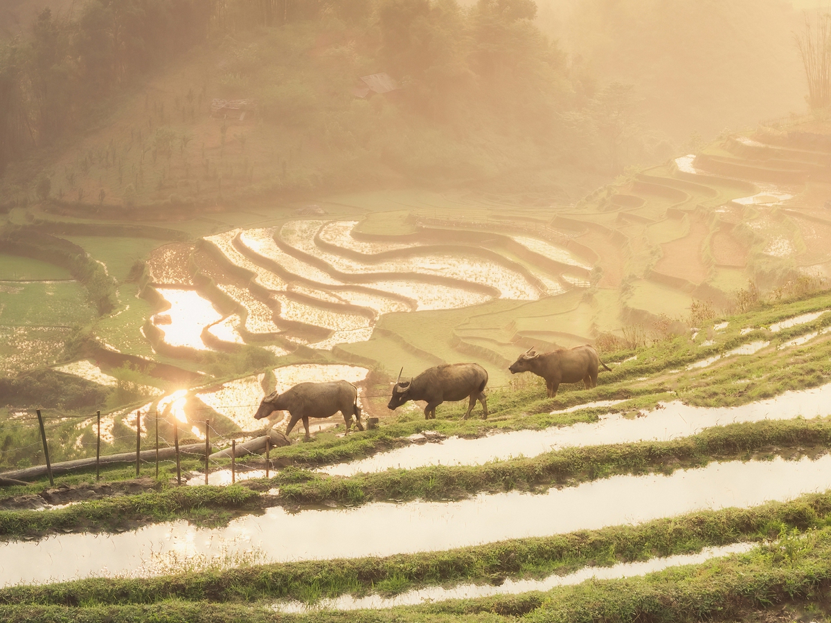 Vietnam is always worth another trip: travellers