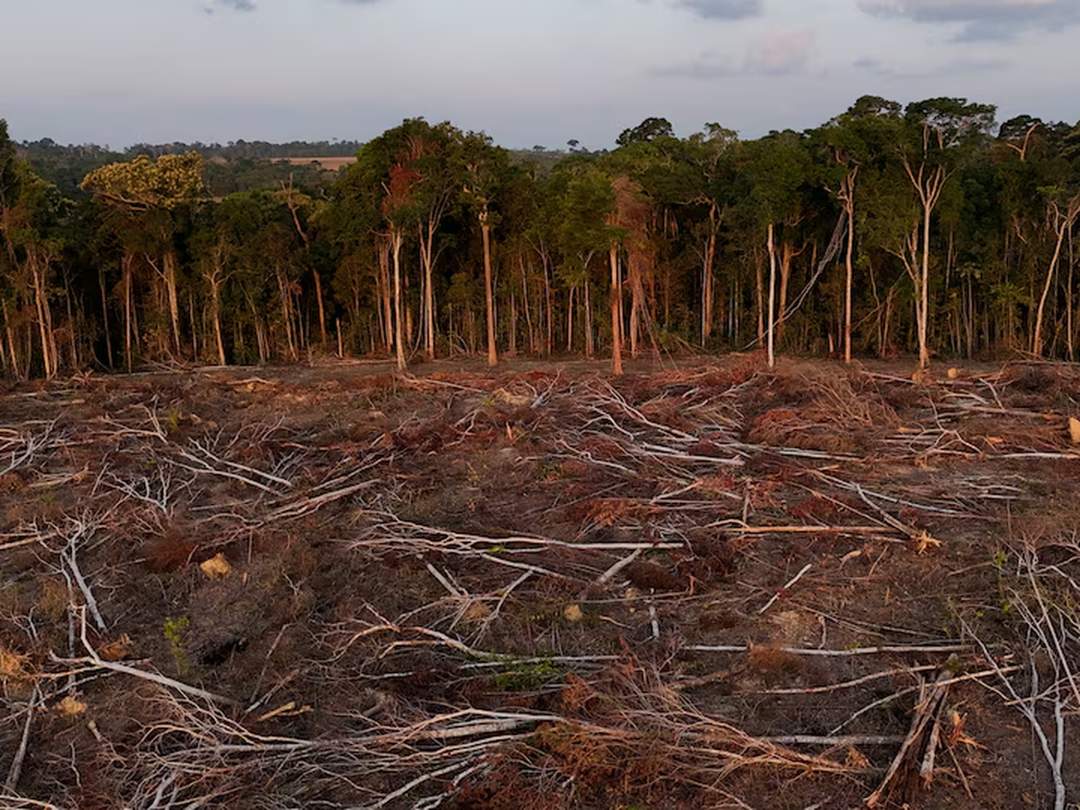Tropical forest loss eases in 2025 from record high