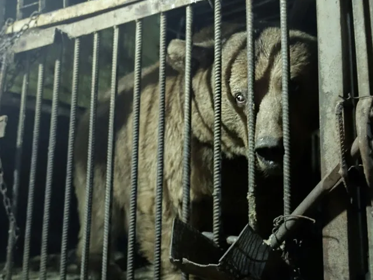 Caged and fed 'cookies': Rescuing Armenia's captive bears