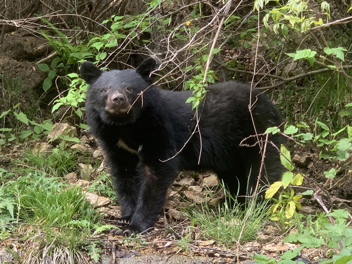 Black bear sightings in Japan surge 2.5-fold in FY 2025