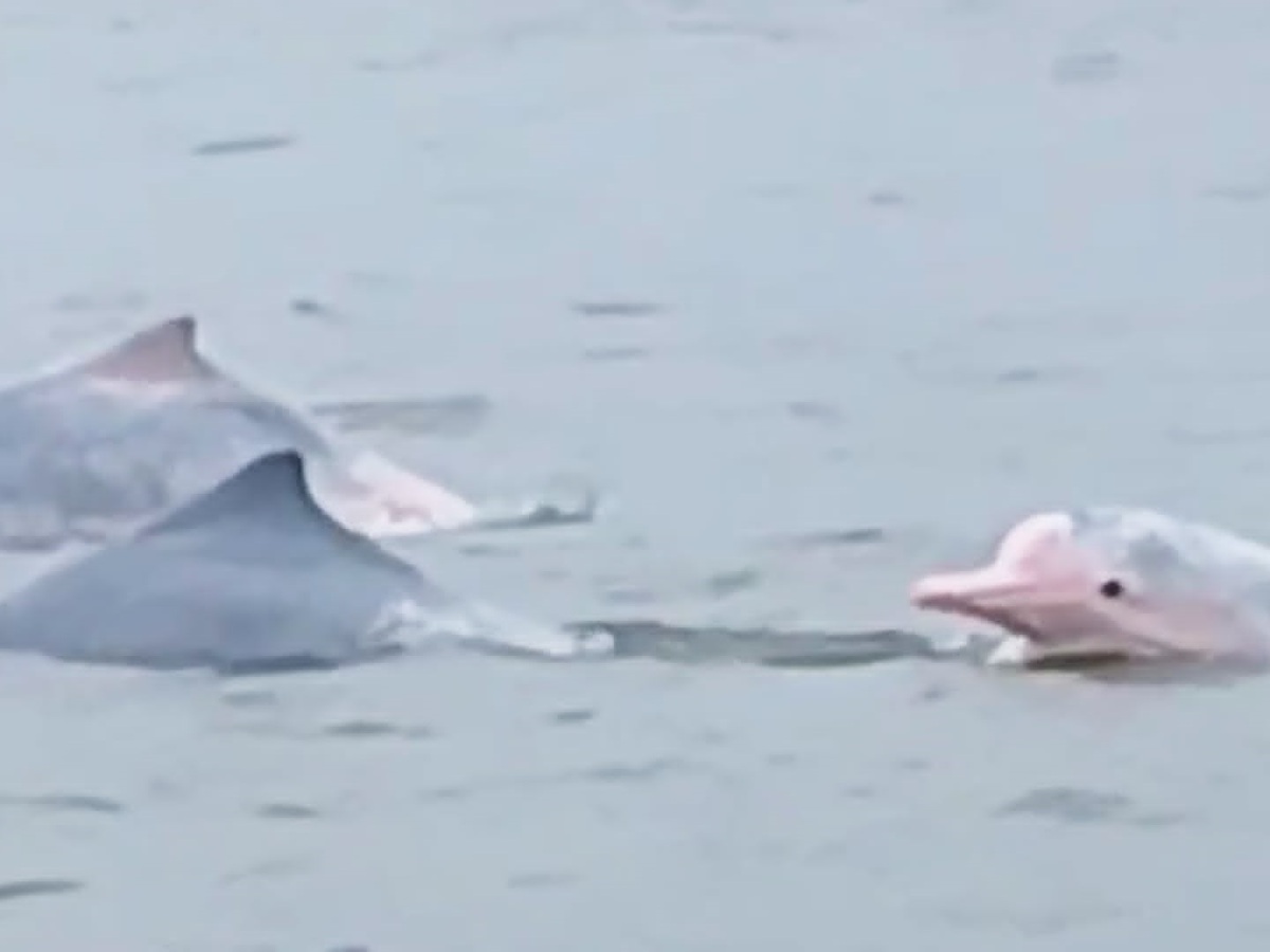 Rare pink dolphins spotted off Vietnam’s Hai Phong coast