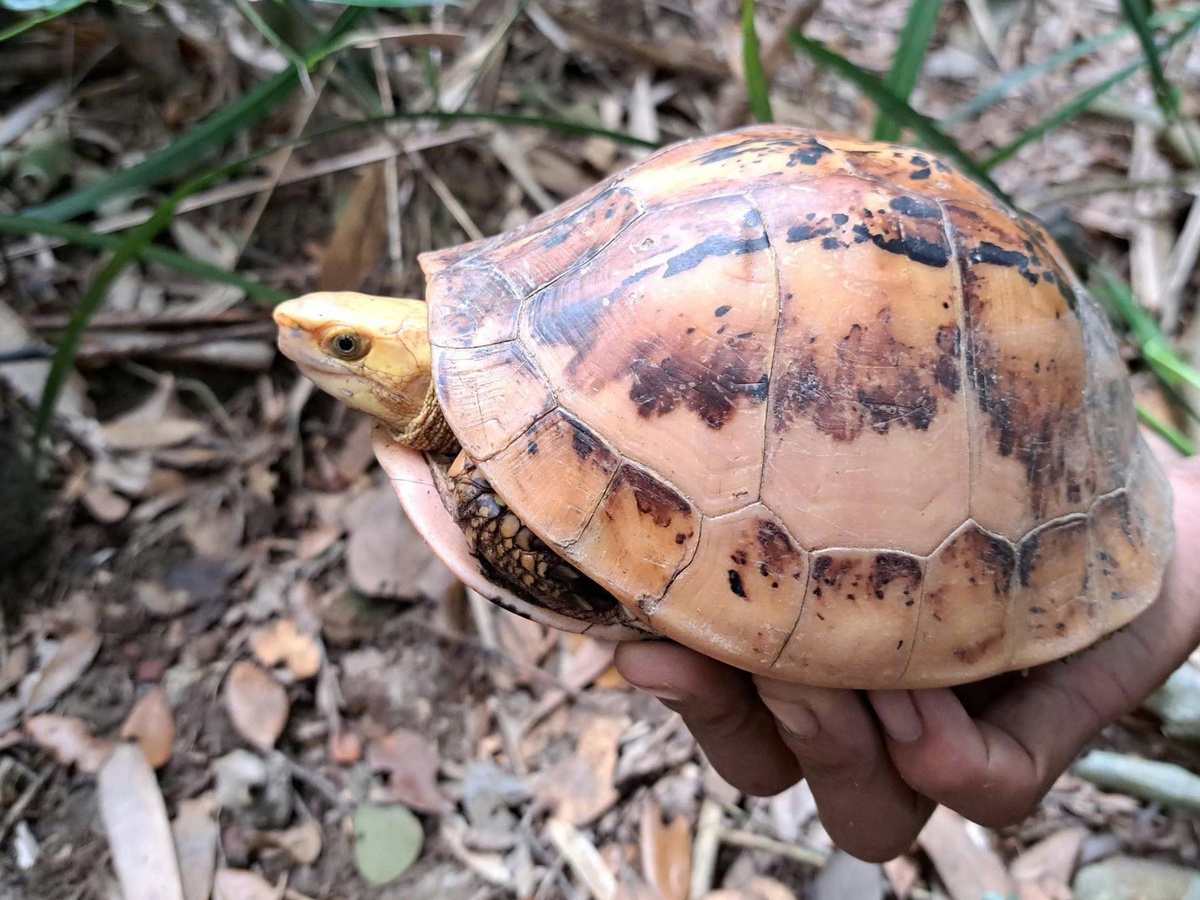 Vietnam records rare, critically endangered turtles in Annamite forest