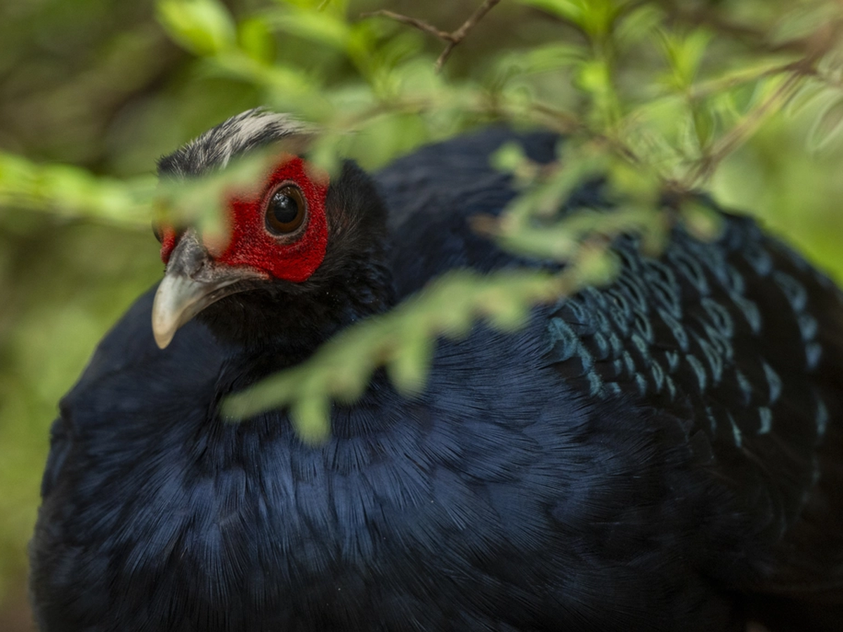 20 Edwards’s pheasants return to Vietnam from Germany in landmark conservation effort