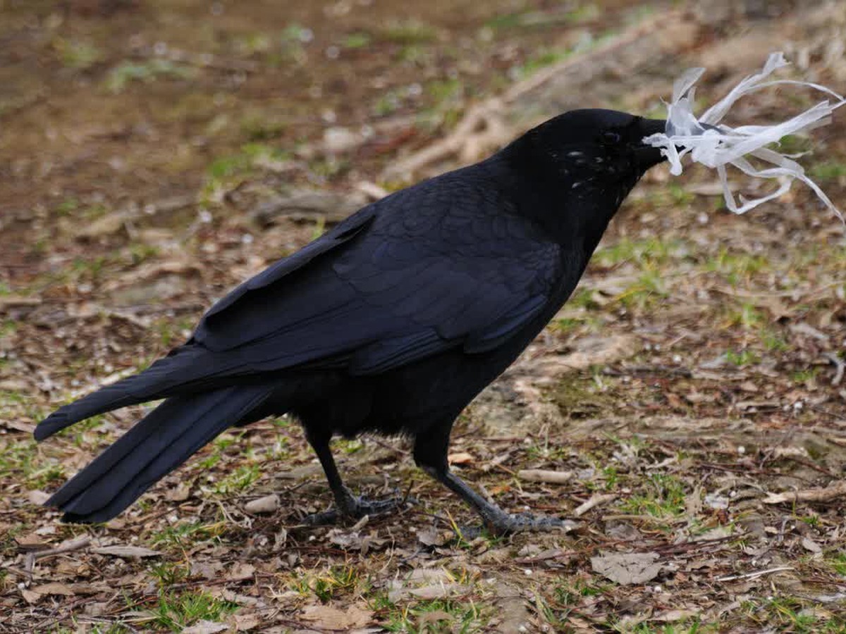 Japan team discovers why crows are black