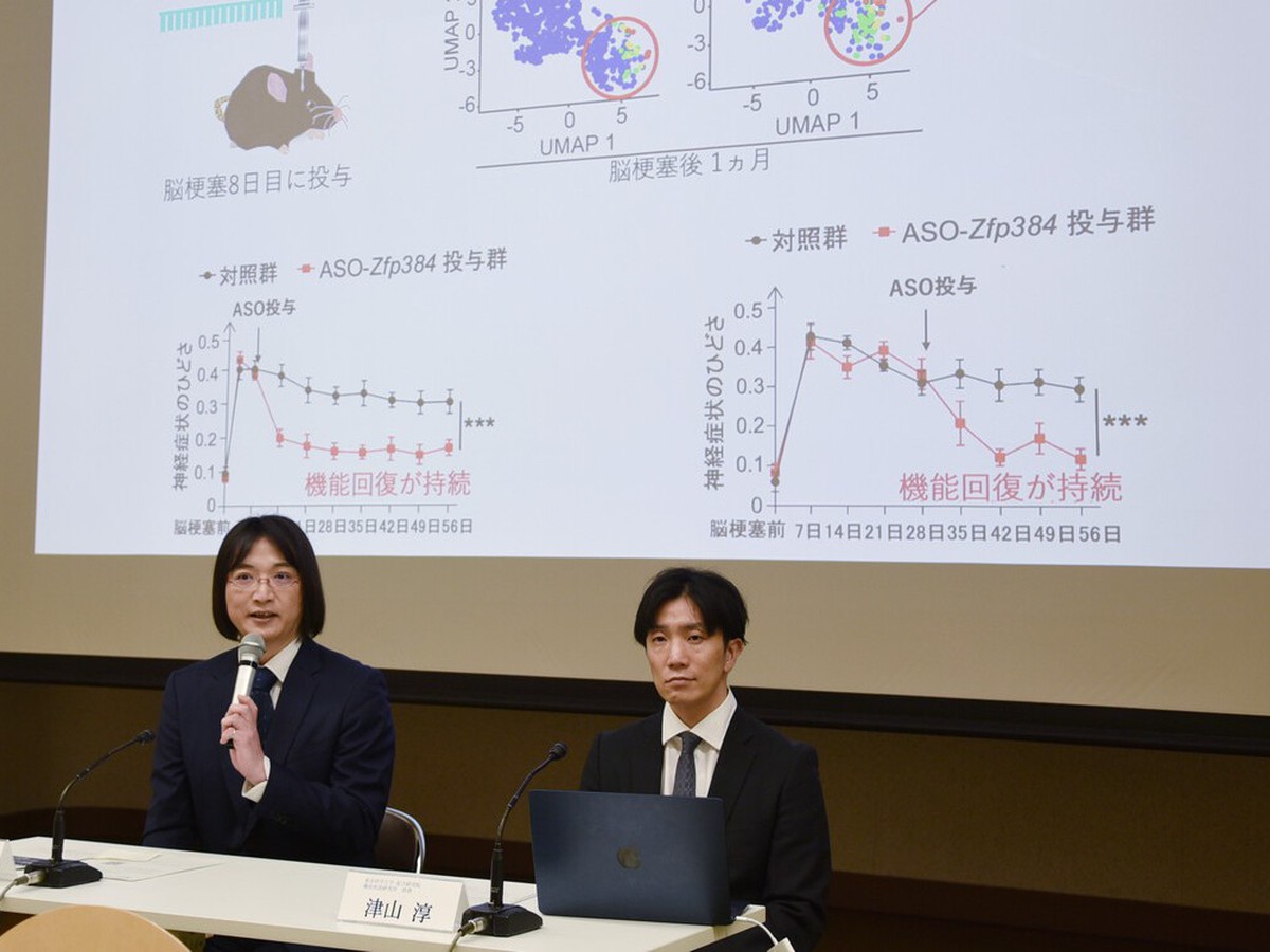 Japan team finds substance to help keep post-stroke recovery