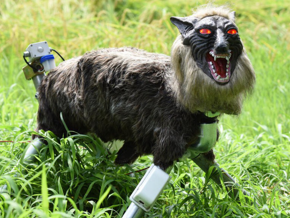 Japan 'robot wolves' in high demand to scare off bears