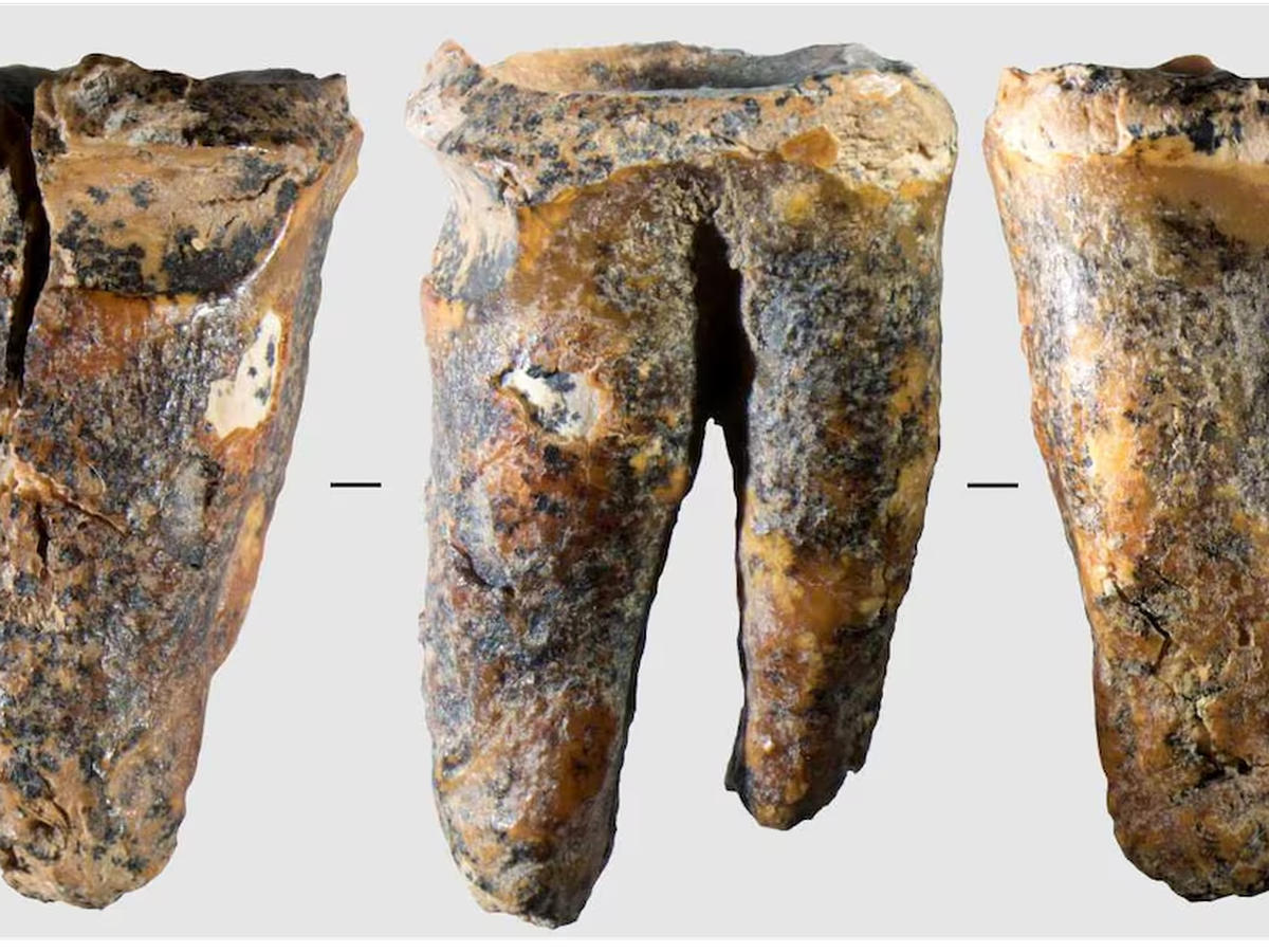 Tooth from Siberian cave reveals Neanderthal dental surgery