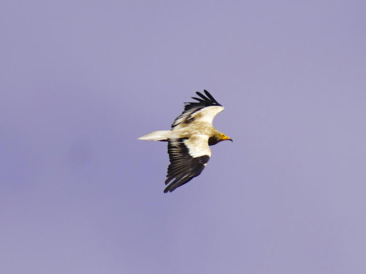 War imperils rare vultures' yearly odyssey to the Balkans