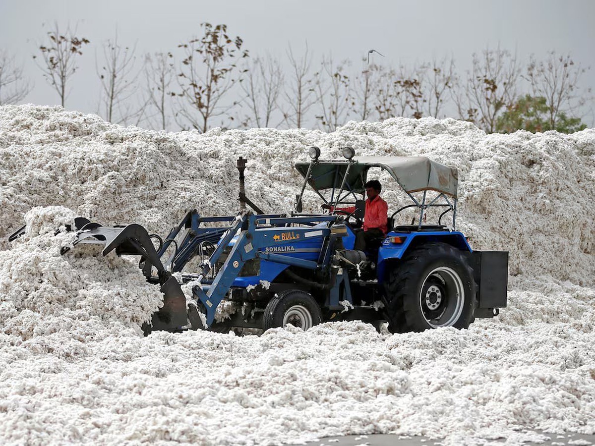 Scientists unravel the history of cotton domestication