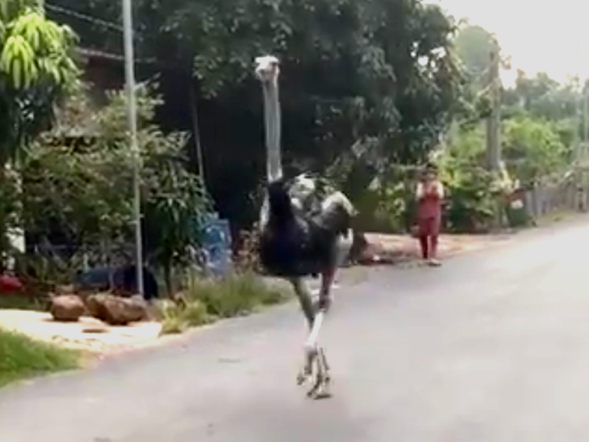 10 ostriches destroyed after being found dead or injured in Vietnam’s Tay Ninh