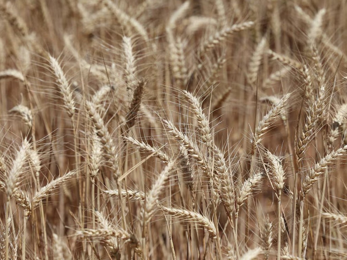 Australia worried over mouse infestation's impact on food supply