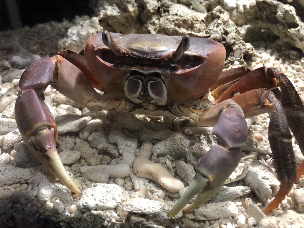 Nagasaki University-led team finds crab walk dates back 200 million years