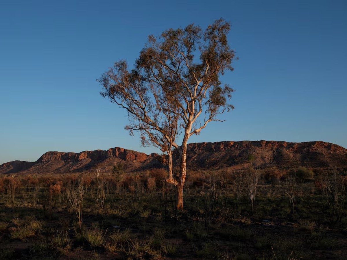 Climate change threatens global plant species as habitats shrink