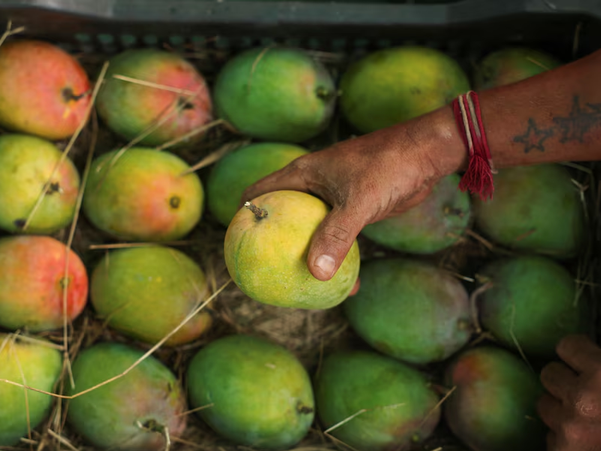 India’s prized Alphonso mango crop ruined by weather