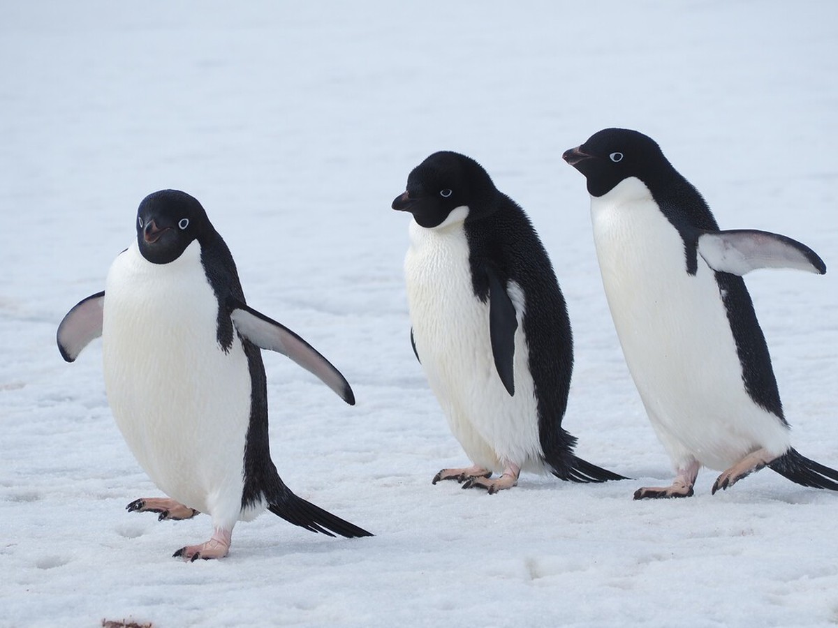 Penguins use group cues to find foraging grounds: 