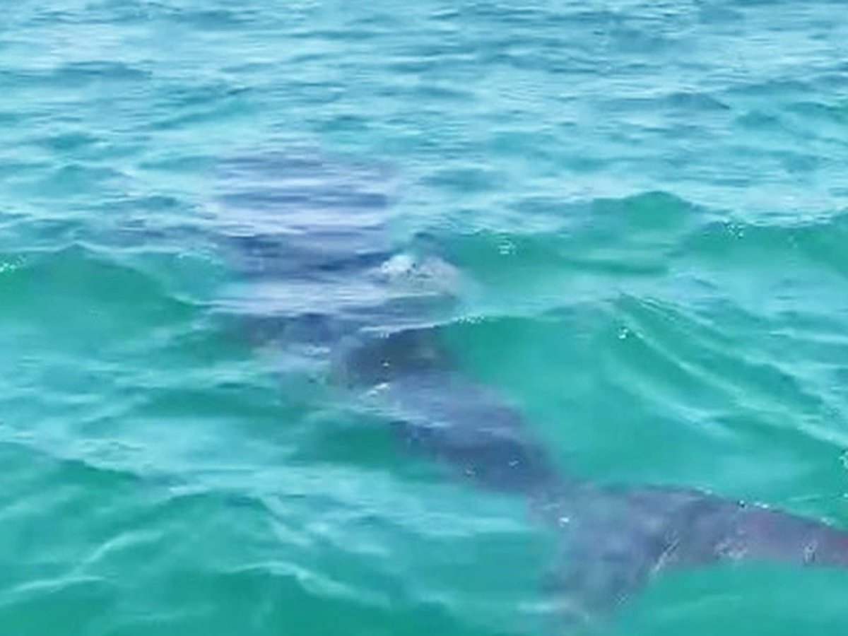 Large fish believed to be whale shark spotted near shore in Da Nang
