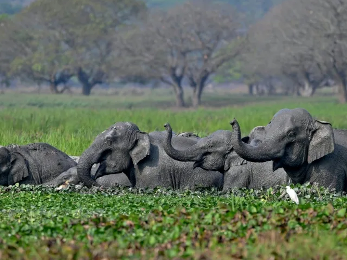 Indian stars push to end elephants in Bollywood