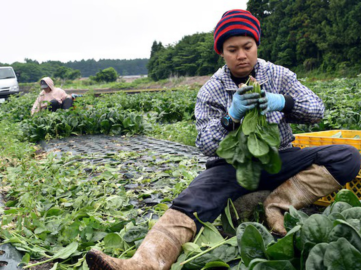 Japan, Thailand ink memorandum on new foreign worker program