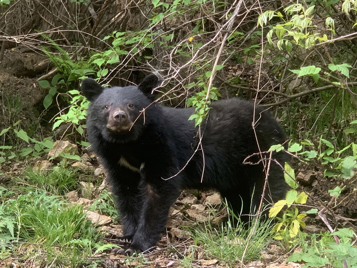 Bears emerge as serious safety threat: Japan white paper