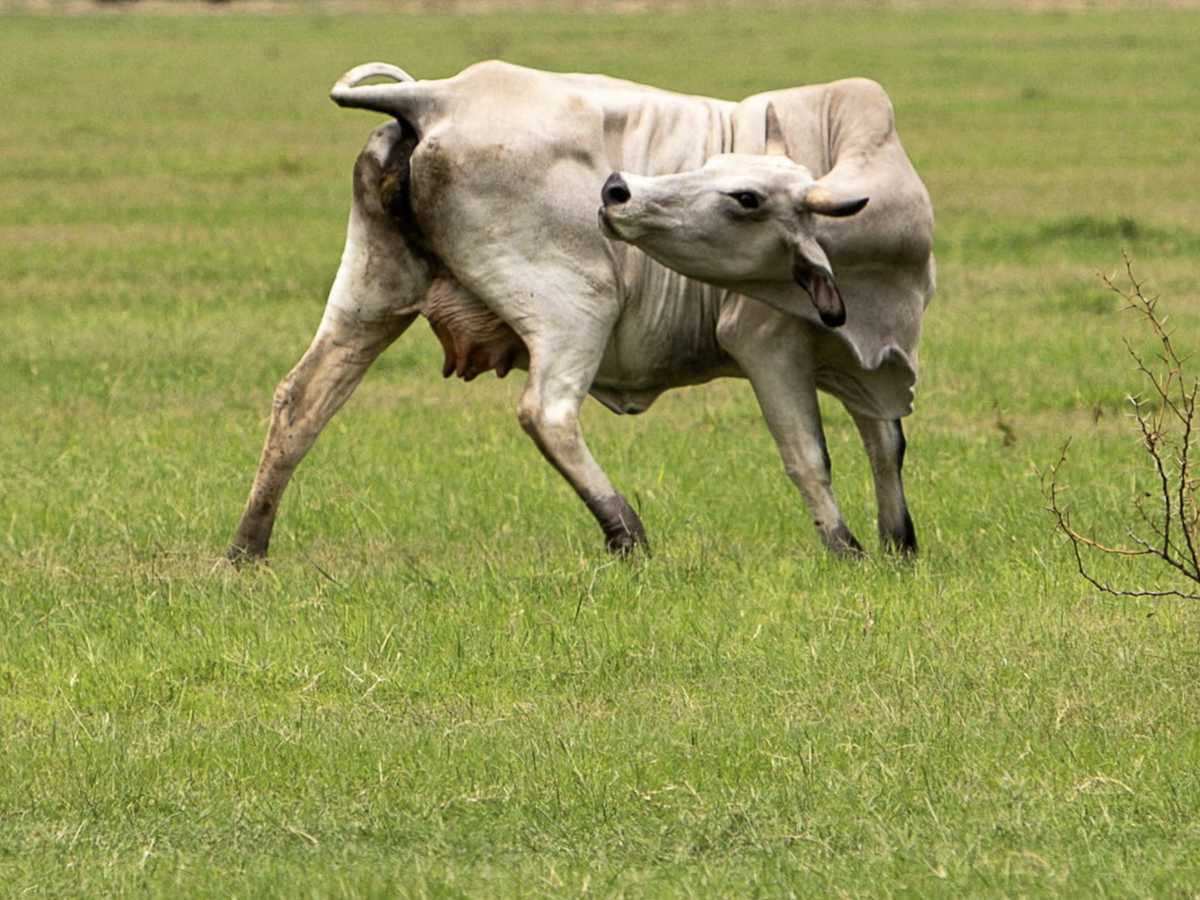 Second Texas screwworm case confirmed as outbreak fears grow