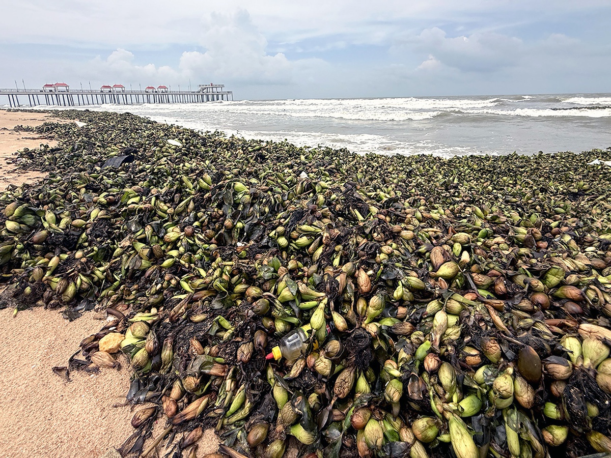 Water hyacinths, marine debris overwhelm tourist beaches in Ho Chi Minh City