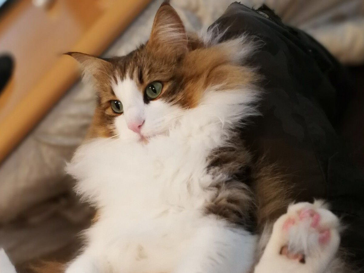 Cat renal disease drug nearing practical use in Japan