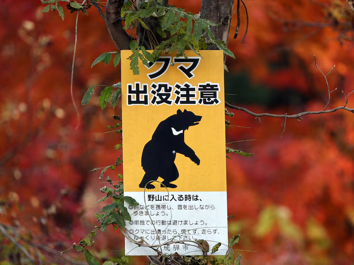 Japanese city suspends 94 schools after first-ever bear sigh