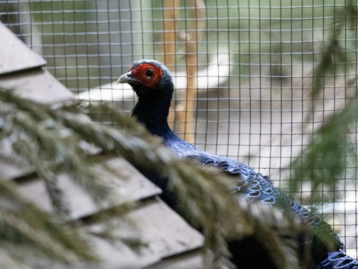 Critically endangered Vietnamese pheasant bred in Belgium