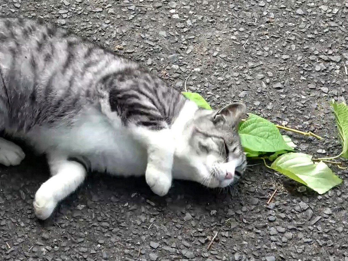 Japan team finds cats prefer silver vine over catn