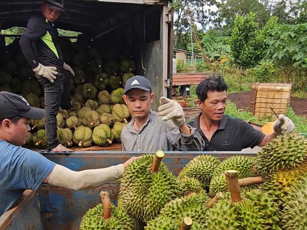 Sầu riêng vẫn là 'vua rau quả', dự báo xuất khẩu sẽ khởi sắc - Tuổi Trẻ  Online