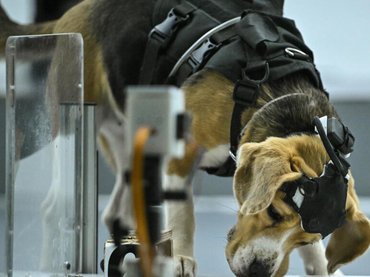 Can dogs sniff cancer? AI joins the hunt in India