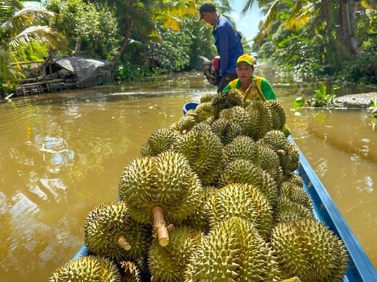 Vietnam targets $4bn in durian exports in 2026