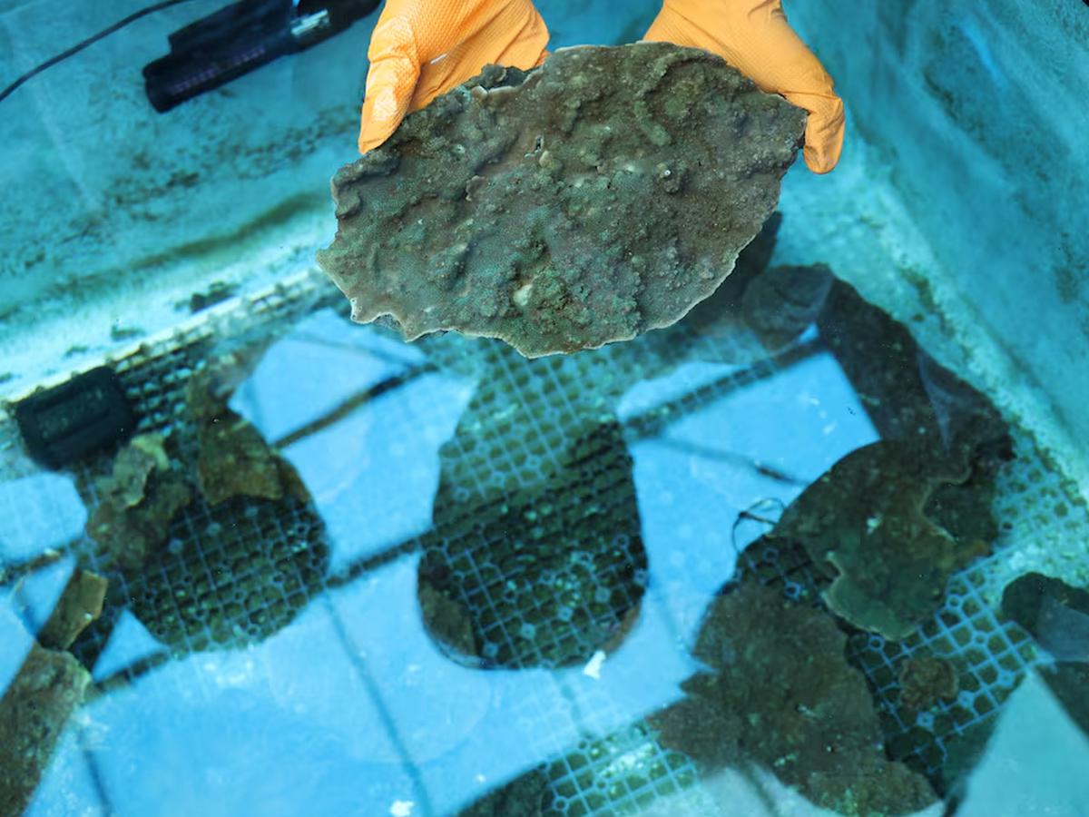 'Slumping' South Korean corals worry divers, scientists studying climate change