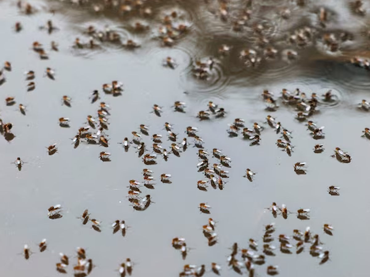 Bangladesh dengue outbreak accelerates as hospitals come under strain