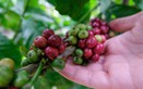 Your next cup of coffee could come at a higher price.