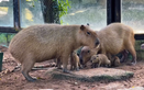 Three baby capybaras named ‘I Love You’ join Saigon Zoo