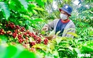 Vietnam coffee industry urged to shift from volume to value-driven exports: foreign expert