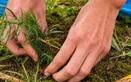 Travelers plant trees as part of their Ha Giang Loop adventure in Vietnam
