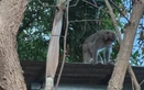 Wild monkeys roam residential areas in Da Nang, attack livestock, resident