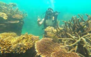 You’ve seen Nha Trang from the beach. Now, see it from underwater
