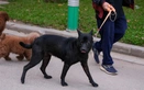 Is $76 fine for walking unmuzzled dog in Vietnam too harsh?