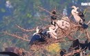 Rare Oriental darter colony spotted nesting in southern Vietnam