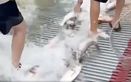 Heavy rains sweep large fish into nets downstream of Vietnam dam