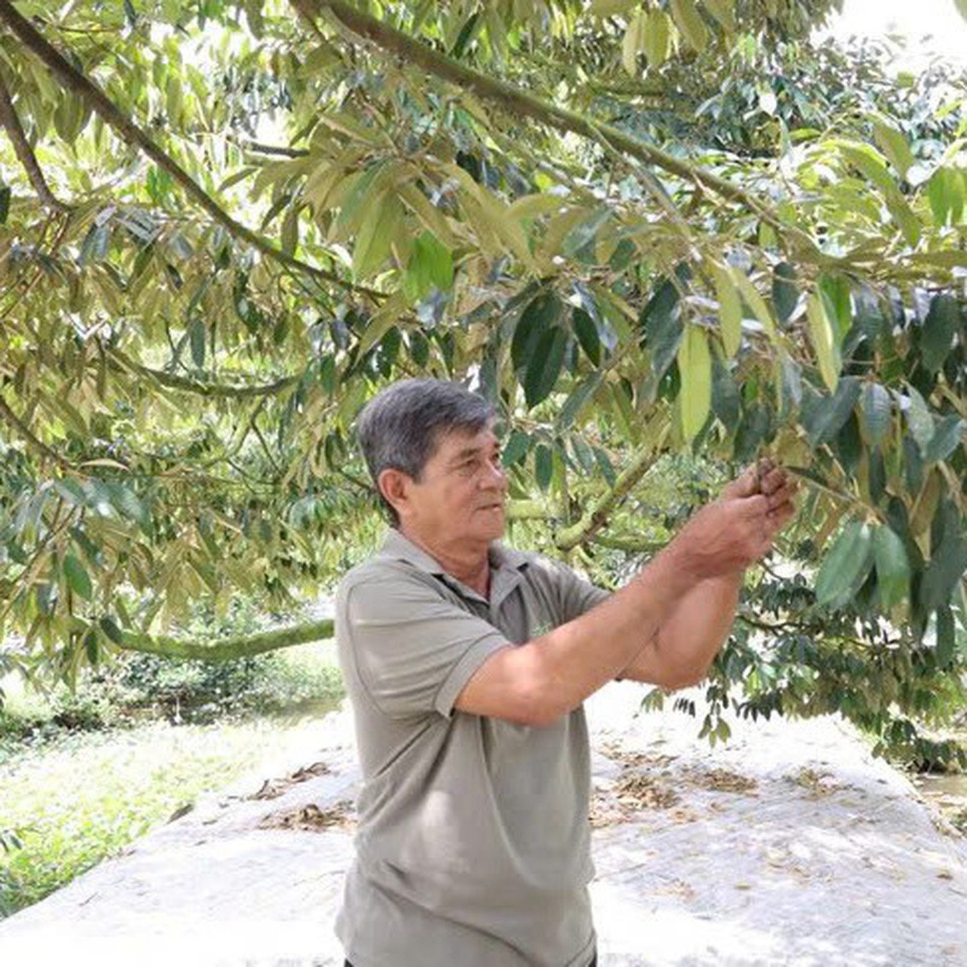 Kinh nghiệm trồng sầu riêng cho doanh thu tiền tỉ của lão nông 70 tuổi
