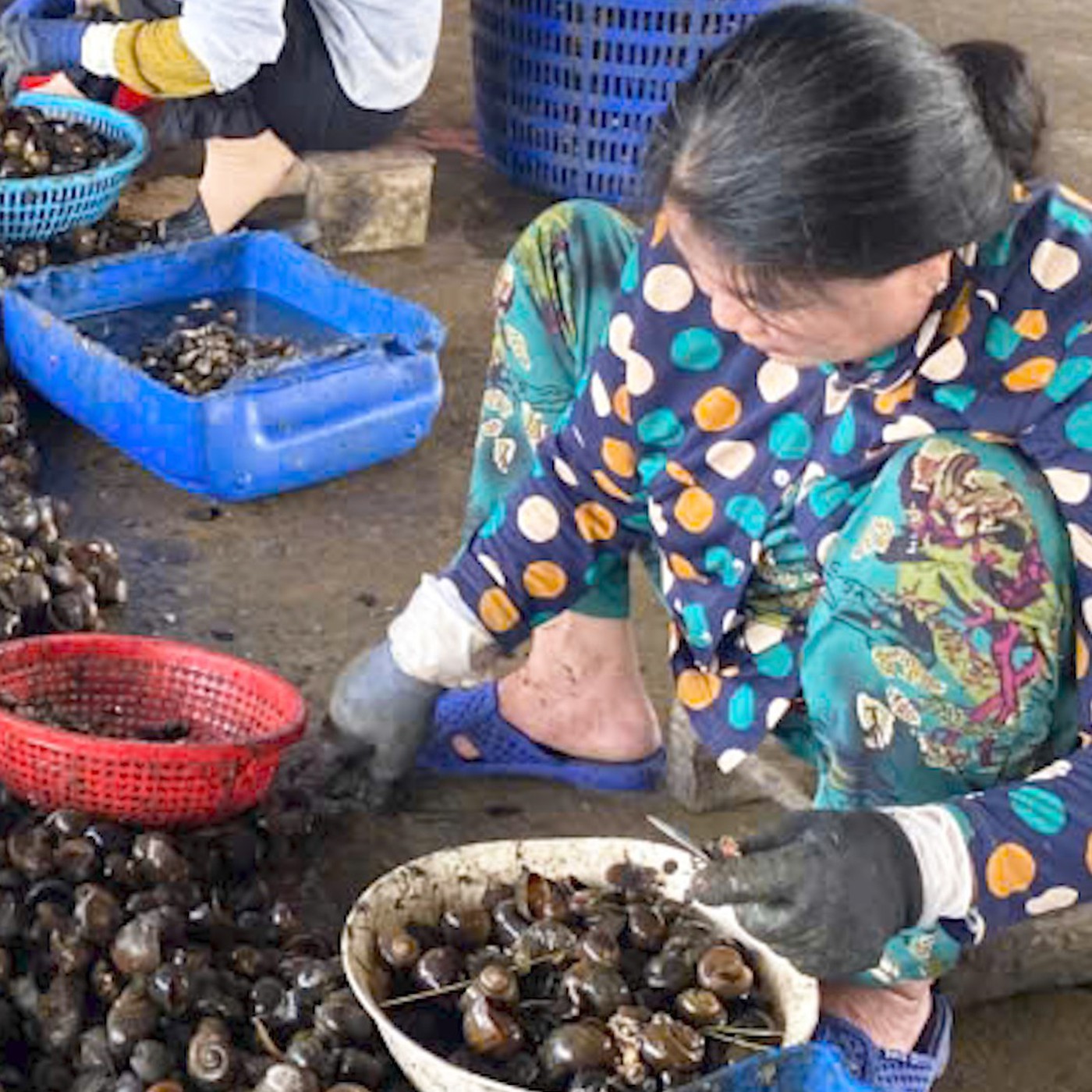 Nông dân kiếm tiền triệu mỗi ngày nhờ 'cơn sốt' ốc bươu vàng ở miền Tây