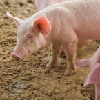 Thiếu niên nguy kịch sau 7 ngày bị heo cắn: Cảnh báo của bác sĩ